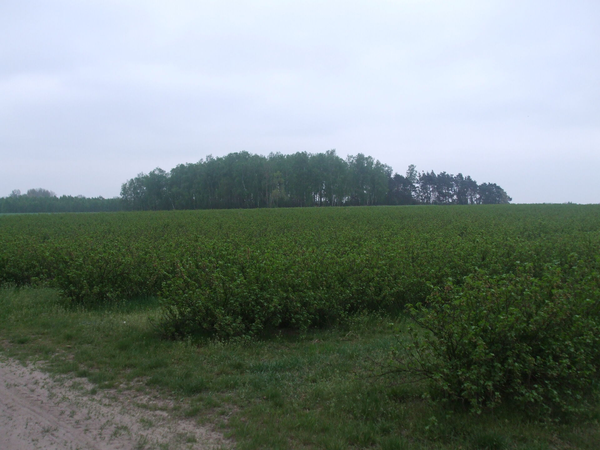 14. Esterka SP 19