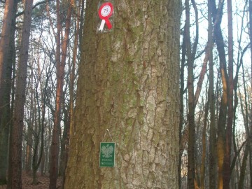 11 listopada - Narodowe Święto Niepodległości, S.Pytliński