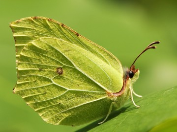 Listkowiec cytrynek, J. Nowak, OT BPK
