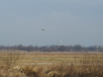 Uszatki błotne w Spalski PK, 