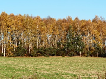 Janów
