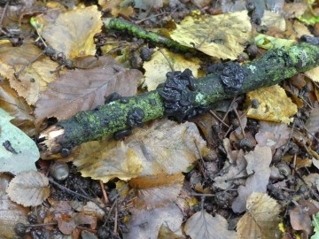 kisielnica trzoneczkowa (Exidia truncata), fot. S. Piskorski