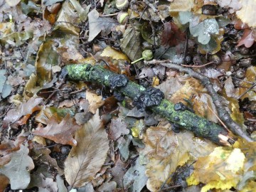 kisielnica trzoneczkowa (Exidia truncata), fot. S. Piskorski
