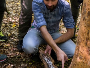 Ryzomorfy (zbite sznury grzybni) wytwarzane przez opieńkę miodową (Armillaria mellea), ktore dostrzec można pod korą świerka pospilitego, 