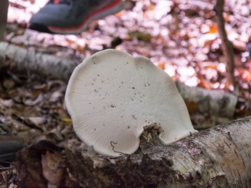 Pniarek brzozowy (Fomitopsis betulina) od spodu, 