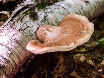 Pniarek brzozowy (Fomitopsis betulina), 