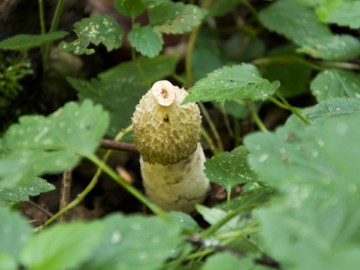 Sromotnik smrodliwy (Phallus impudicus), 