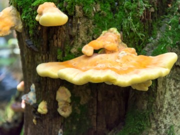 Żółciak siarkowy (Laetiporus sulphureus), 