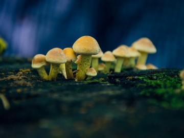 Maślanka wiązkowa (Hypholoma fasciculare), 