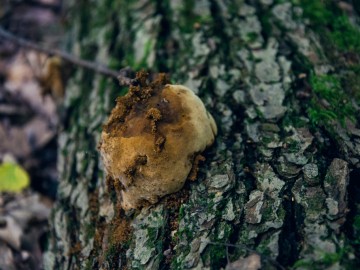 Czyreń dębowy (Fomitiporia robusta), 