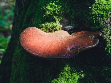 Ozorek dębowy (Fistulina hepatica), 