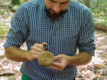 Drobnołuszczak jeleni (Pluteus cervinus), 