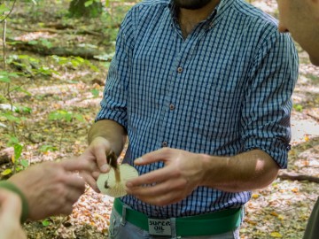 Drobnołuszczak jeleni (Pluteus cervinus), 