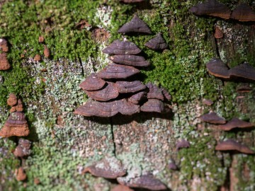 Szczecinkowiec rdzawy (Hymenochaete rubiginosa), 