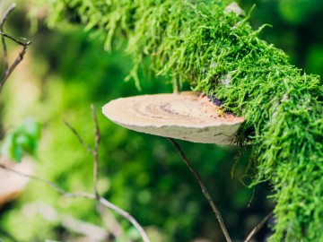 Gmatwica chropowata (Daedaleopsis confragosa), 