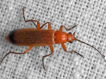 Zmięk żółty Rhagonycha fulva fot. J. Nowak , 