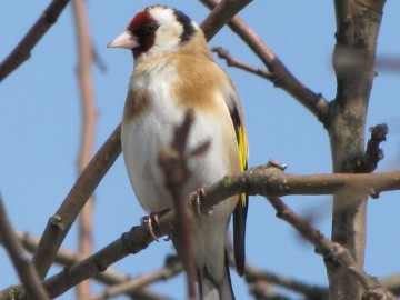 Szczygieł (Carduelis carduelis) Ptak Roku 2019, <p>Fot. M. Majda</p>