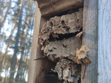 Przegląd i czyszczenie budek dla ptaków w PKMWiW, <p>K. Kierniakiewicz</p>
