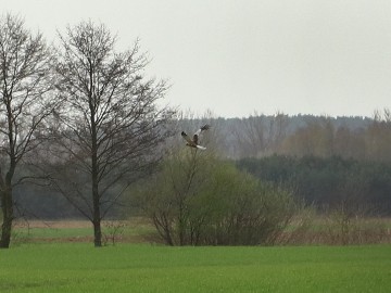 Błotniak Stawowy (samiec) Circus aeruginosus, <p>Maurycy Ignaczak</p>