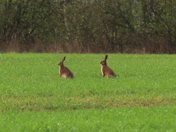 Zające Lepus europaeus, <p>Maurycy Ignaczak</p>