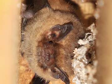 Karlik drobny Pipistrellus pygmaeus w skrzynce szczelinowej, <p>Maurycy Ignaczak</p>