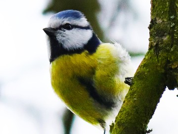 Sikora modraszka Cyanistes caeruleus, <p>Maurycy Ignaczak</p>