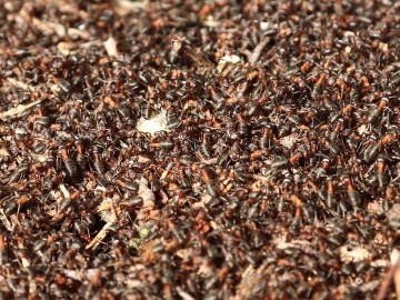 Mrówki rudnice Formica rufa, <p>Maurycy Ignaczak</p>