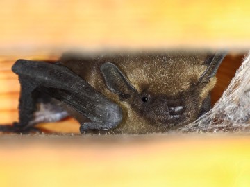 Mroczek późny Eptesicus serotinus, b. rzadko spotykany w skrzynkach nietoperzowych, <p>Maurycy Ignaczak</p>