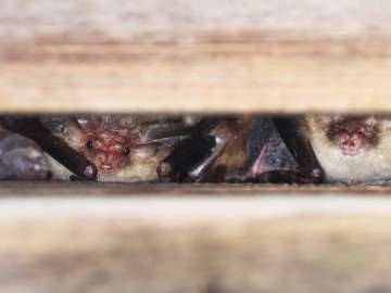 Gacki brunatne Plecotus auritus, <p>Maurycy Ignaczak</p>