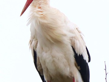 Bocian biały Ciconia ciconia, <p>Maurycy Ignaczak</p>