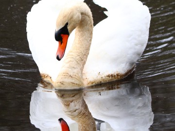 Łabędź niemy Cygnus olor, <p>Maurycy Ignaczak</p>