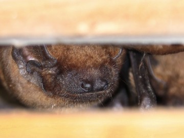 Borowce wielkie Nyctalus noctula, <p>Maurycy Ignaczak</p>