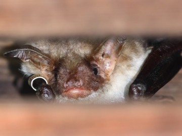 Nocek duży Myotis myotis , samiec z obrączką na prawym przedramieniu, <p>Maurycy Ignaczak</p>