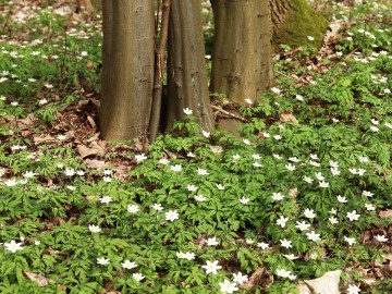 Zawilec gajowy Anemone nemorosa, <p>Maurycy Ignaczak</p>