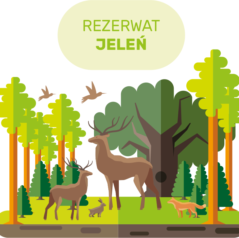 Prawdziwie puszczański krajobraz boru sosnowego i świerkowo-jodłowego. Rosną tu stare dęby, a wilgotne lasy olchowe graniczą z siecią niewielkich śródleśnych polan będących znakomitym miejscem dającym schronienie zwierzynie. infografika npk spk