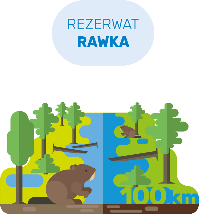 Jedyny w Polsce rezerwat obejmujący całe koryto rzeki - najdłuższy w kraju (ok. 100 km). Obejmuje obszar rzeki Rawki wraz z starorzeczami i dopływami oraz 10-metrowy pas brzegu po obydwu stronach rzeki. W rezerwacie można zobaczyć ślady żerowania bobra europejskiego. infografika bpk